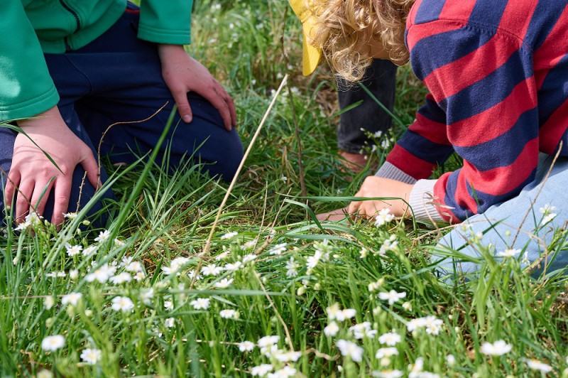 Kinder pflanzen einen Steckling auf einer Wiese