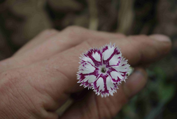 Pflanzen kennenlernen mit allen Sinnen